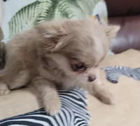AKC Mia, a female Chihuahua for sale in Zanesville, OH – 3 of 4