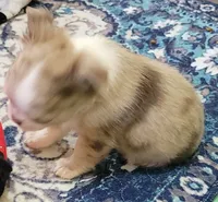 AKC Freckles, a male Chihuahua for sale in Zanesville, OH – 4 of 4