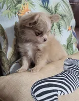 AKC Mia, a female Chihuahua for sale in Zanesville, OH – 2 of 4