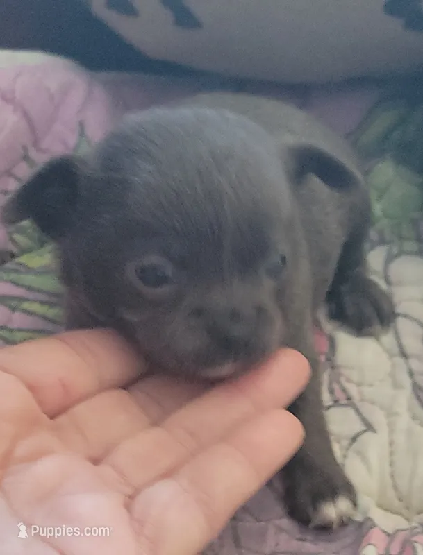 Blue – Chihuahua puppy for sale in Zanesville, OH