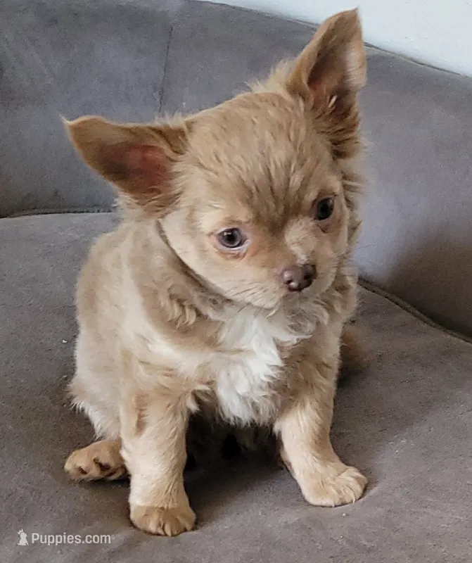 AKC SERGIO – Chihuahua puppy for sale in Zanesville, OH