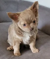 AKC SERGIO, a male Chihuahua for sale in Zanesville, OH – 1 of 1