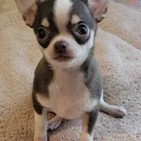 AKC NICKY, a male Chihuahua for sale in Zanesville, OH – Photo 3 of 3