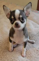 AKC NICKY, a male Chihuahua for sale in Zanesville, OH – Photo 3 of 3