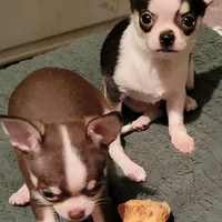 AKC NICKY, a male Chihuahua for sale in Zanesville, OH – Photo 1 of 3