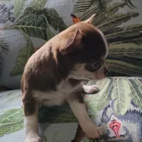 AKC NICKY, a male Chihuahua for sale in Zanesville, OH – Photo 2 of 3