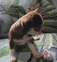 AKC NICKY, a male Chihuahua for sale in Zanesville, OH – Photo 2 of 3