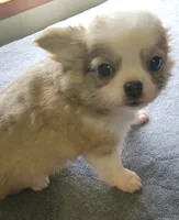 AKC Brinly, a male Chihuahua for sale in Zanesville, OH – 2 of 7