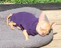 AKC Chewy, a male Chihuahua for sale in Zanesville, OH – 2 of 2
