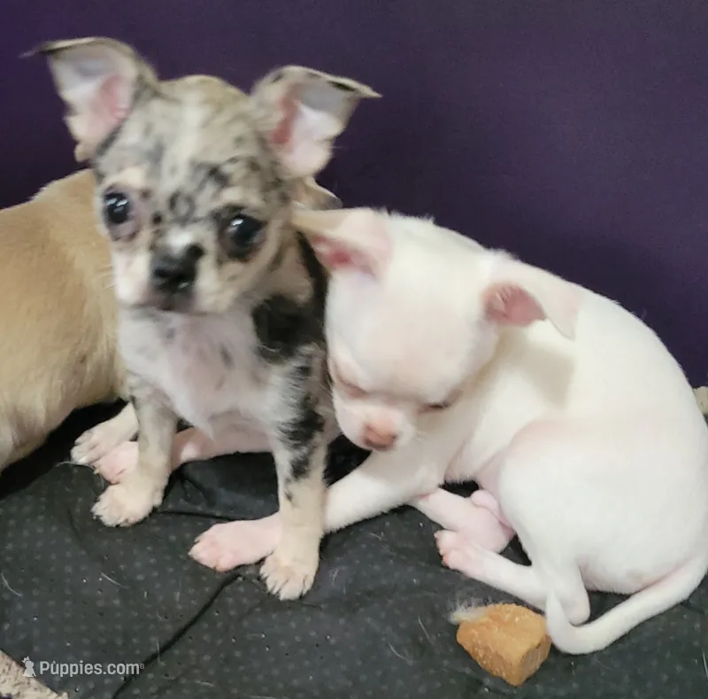 AKC .Micky – Chihuahua puppy for sale in Zanesville, OH