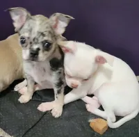 AKC .Micky, a male Chihuahua for sale in Zanesville, OH – 1 of 7