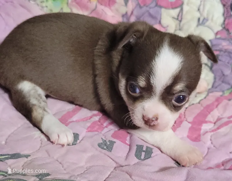 Peco – Chihuahua puppy for sale in Zanesville, OH