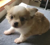 AKC Brinly, a male Chihuahua for sale in Zanesville, OH – 7 of 7