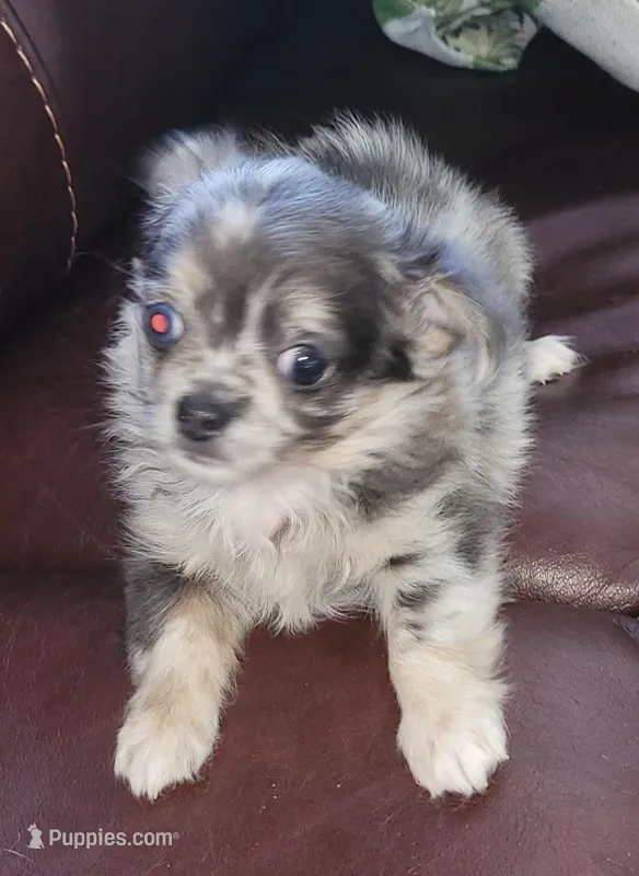 AKC Blue Boy, a male Chihuahua for sale in Zanesville, OH – Photo 1 of 2