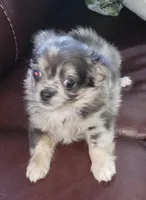 AKC Blue Boy, a male Chihuahua for sale in Zanesville, OH – Photo 1 of 2