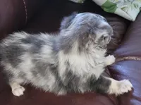 AKC Blue Boy, a male Chihuahua for sale in Zanesville, OH – Photo 2 of 2