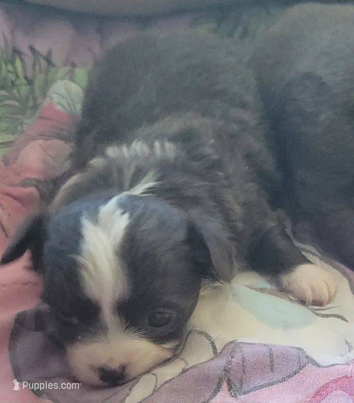Oreo – Chihuahua puppy for sale in Zanesville, OH