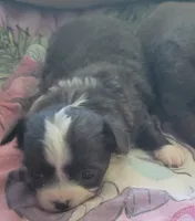 Oreo, a male Chihuahua for sale in Zanesville, OH – 1 of 3