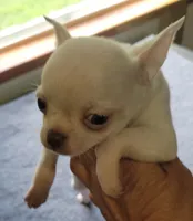 Blanco, a male Chihuahua for sale in Zanesville, OH – 4 of 5