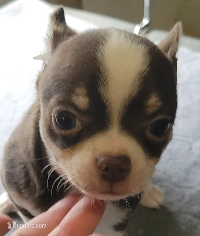 AKC Peco – Chihuahua puppy for sale in Zanesville, OH