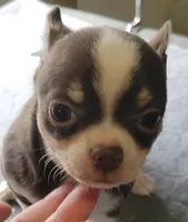 AKC Peco, a male Chihuahua for sale in Zanesville, OH – 1 of 8