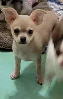 AKC SERGIO, a male Chihuahua for sale in Zanesville, OH – 3 of 3
