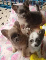 Sébastien, a male Chihuahua for sale in Zanesville, OH – Photo 2 of 2