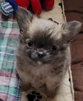 Sébastien, a male Chihuahua for sale in Zanesville, OH – Photo 1 of 2
