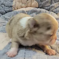 AKC Freckles, a male Chihuahua for sale in Zanesville, OH – 5 of 8
