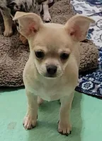 AKC SERGIO, a male Chihuahua for sale in Zanesville, OH – 2 of 3