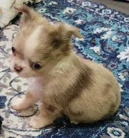 AKC Freckles, a male Chihuahua for sale in Zanesville, OH – 3 of 4