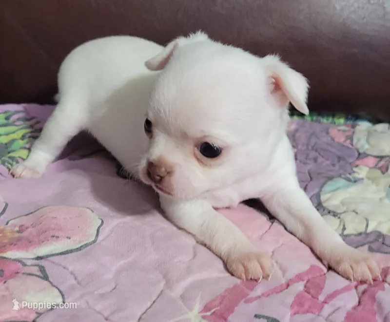 Blanco – Chihuahua puppy for sale in Zanesville, OH