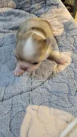 AKC Freckles, a male Chihuahua for sale in Zanesville, OH – 4 of 8