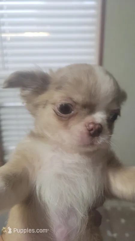 AKC Freckles – Chihuahua puppy for sale in Zanesville, OH