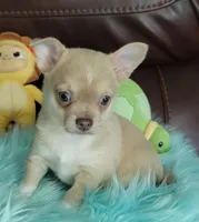 AKC Franky, a male Chihuahua for sale in Zanesville, OH – Photo 1 of 3