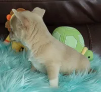 AKC Franky, a male Chihuahua for sale in Zanesville, OH – Photo 2 of 3