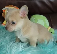 AKC Franky, a male Chihuahua for sale in Zanesville, OH – Photo 3 of 3