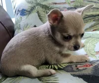 AKC Chicklet, a female Chihuahua for sale in Zanesville, OH – 2 of 4