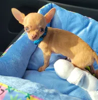 AKC Chewy, a male Chihuahua for sale in Zanesville, OH – 1 of 2