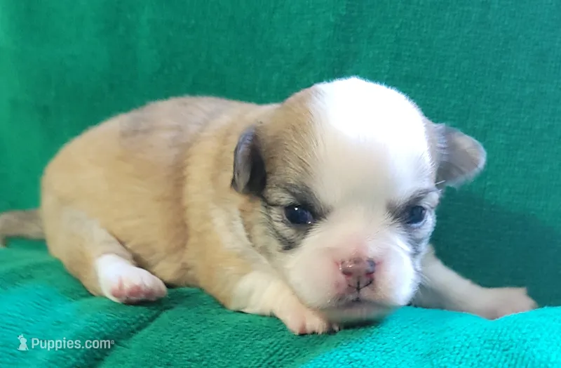 AKC Brinly – Chihuahua puppy for sale in Zanesville, OH