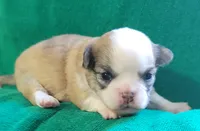 AKC Brinly, a male Chihuahua for sale in Zanesville, OH – 1 of 4