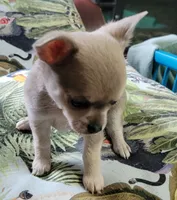 AKC Chicklet, a female Chihuahua for sale in Zanesville, OH – 4 of 4