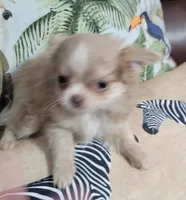 AKC Mia, a female Chihuahua for sale in Zanesville, OH – 4 of 4