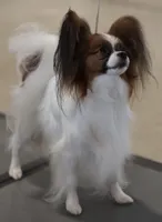 Jill AKC, a female Papillon for sale in Saint Joseph, MO – Photo 5 of 6