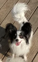 Jill AKC, a female Papillon for sale in Saint Joseph, MO – Photo 6 of 6