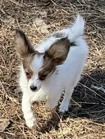 Jill AKC, a female Papillon for sale in Saint Joseph, MO – Photo 2 of 6