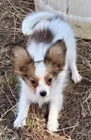 Jill AKC, a female Papillon for sale in Saint Joseph, MO – Photo 4 of 6