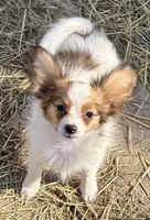 Jill AKC, a female Papillon for sale in Saint Joseph, MO – Photo 3 of 6