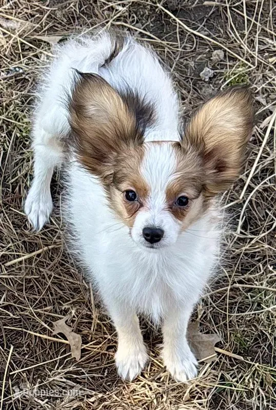 Jill AKC, a female Papillon for sale in Saint Joseph, MO – Photo 1 of 6