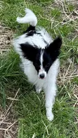 Freddy, a male Papillon for sale in Saint Joseph, MO – 5 of 10